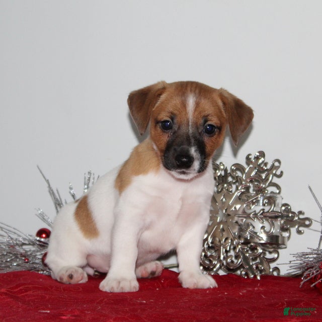 Jack Russell Terrier dogs BabyRuth - Ad 17