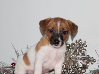 Jack Russell Terrier dogs BabyRuth - Ad 40