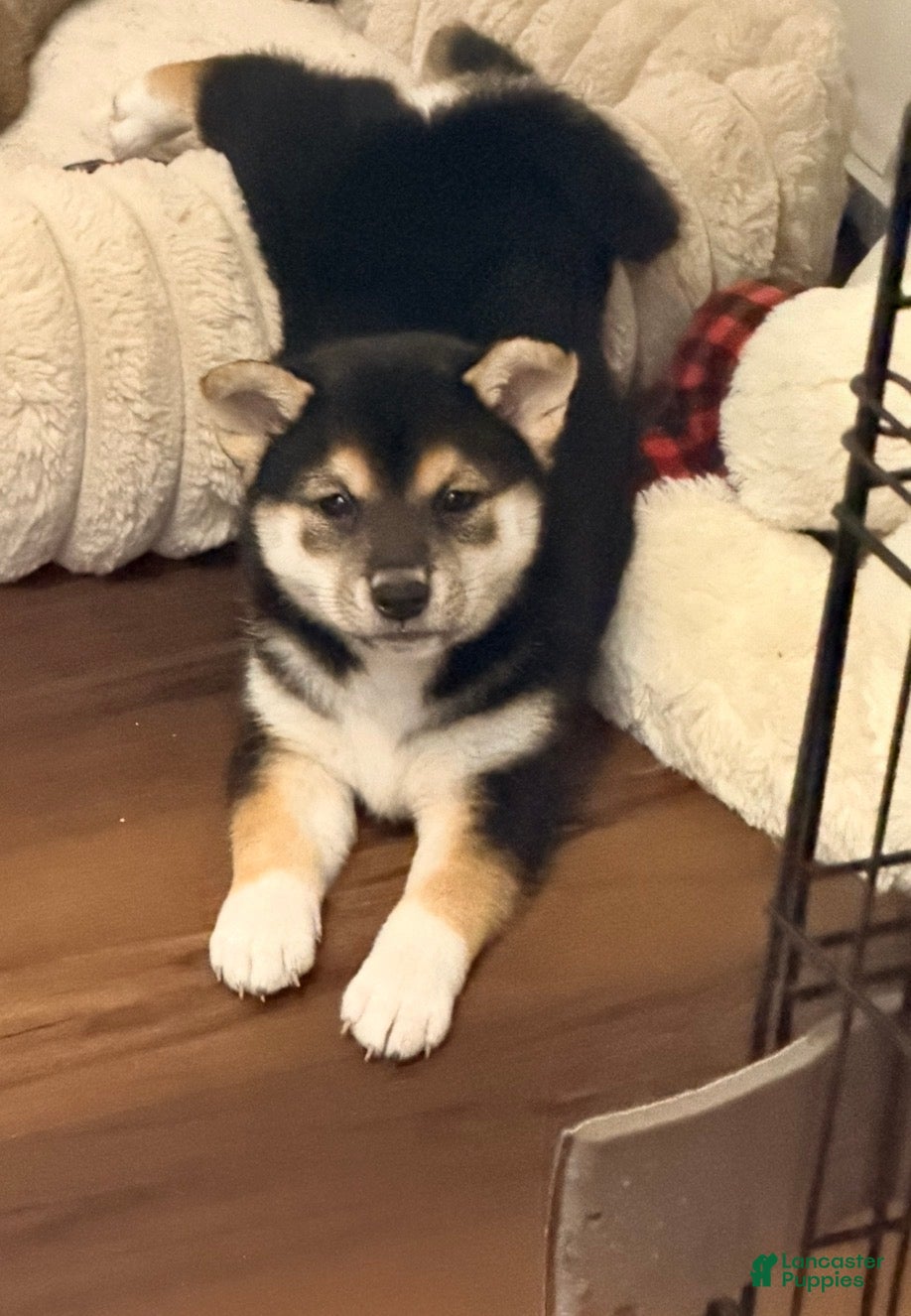 Shiba Inu dogs Shiba Inu 3 - Ad 1