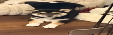 Shiba Inu 3