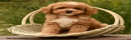 Cockapoo dogs for sale: Oakley - Ad 2