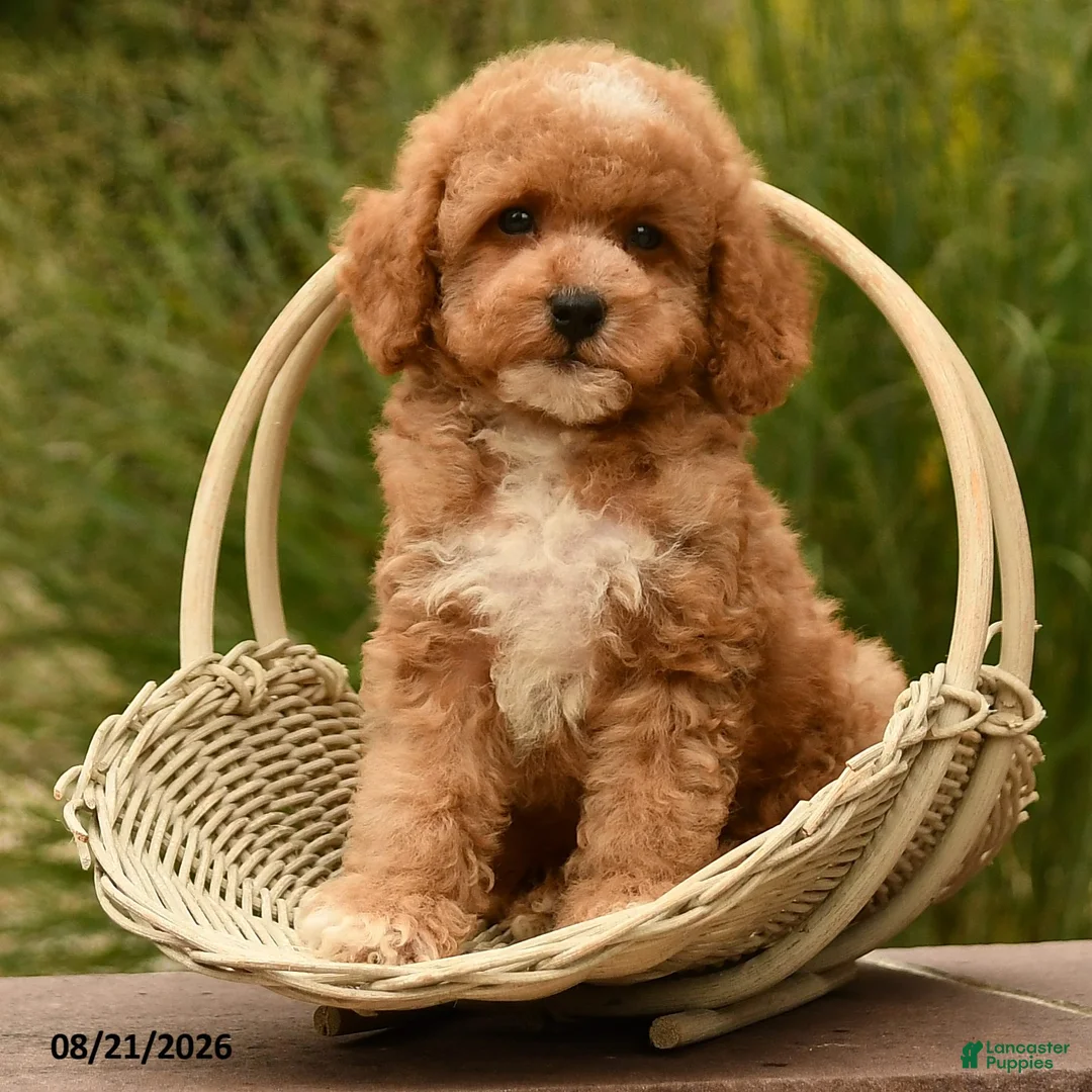 Cockapoo dogs for sale: Oakley - Ad 2