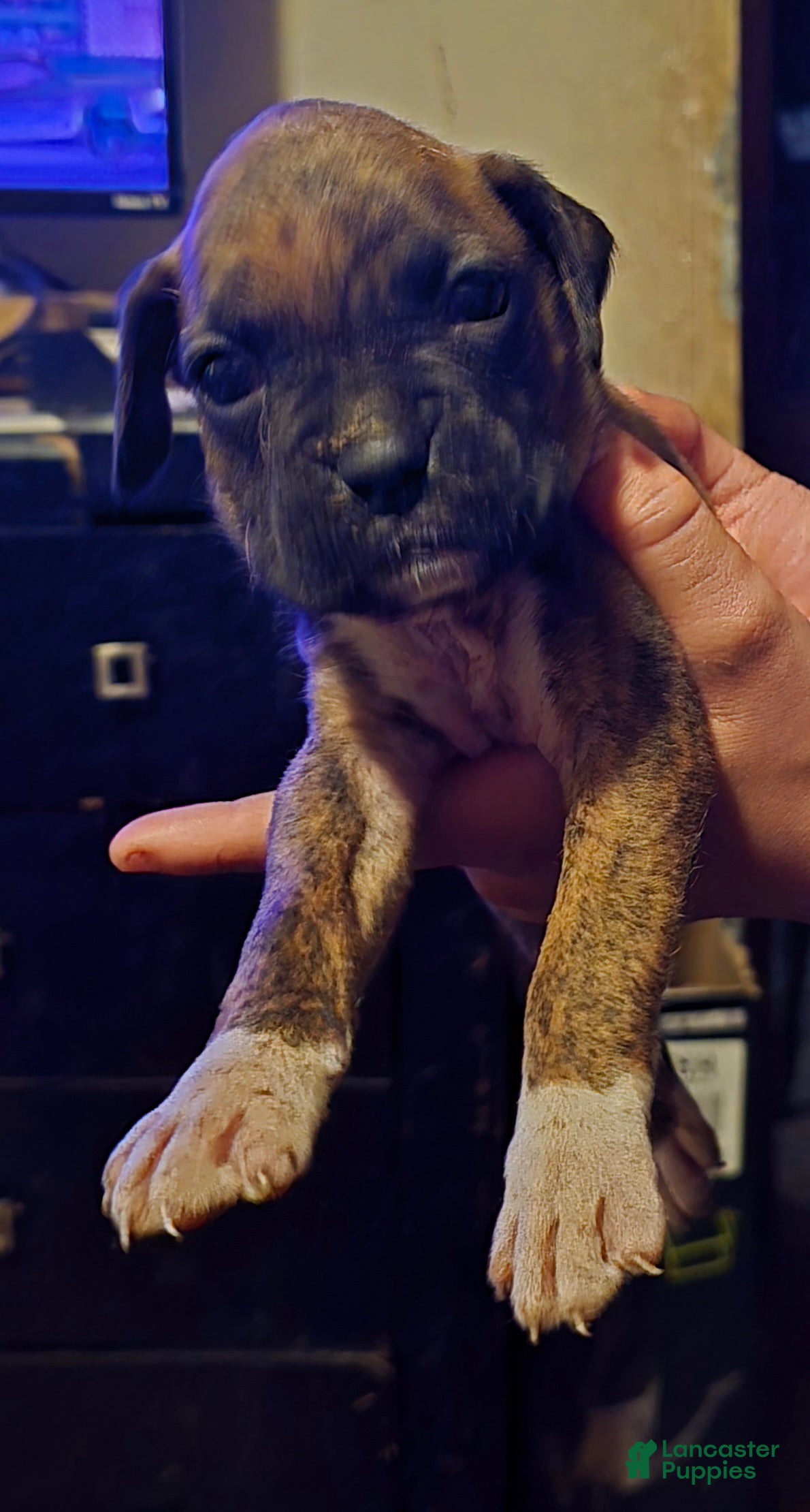 Boxer dogs Boxer Puppy 5 - Ad 2