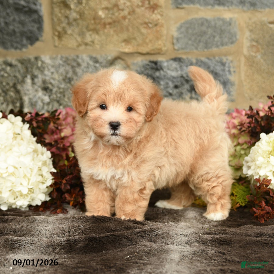 Maltipoo dogs Loren - Ad 1