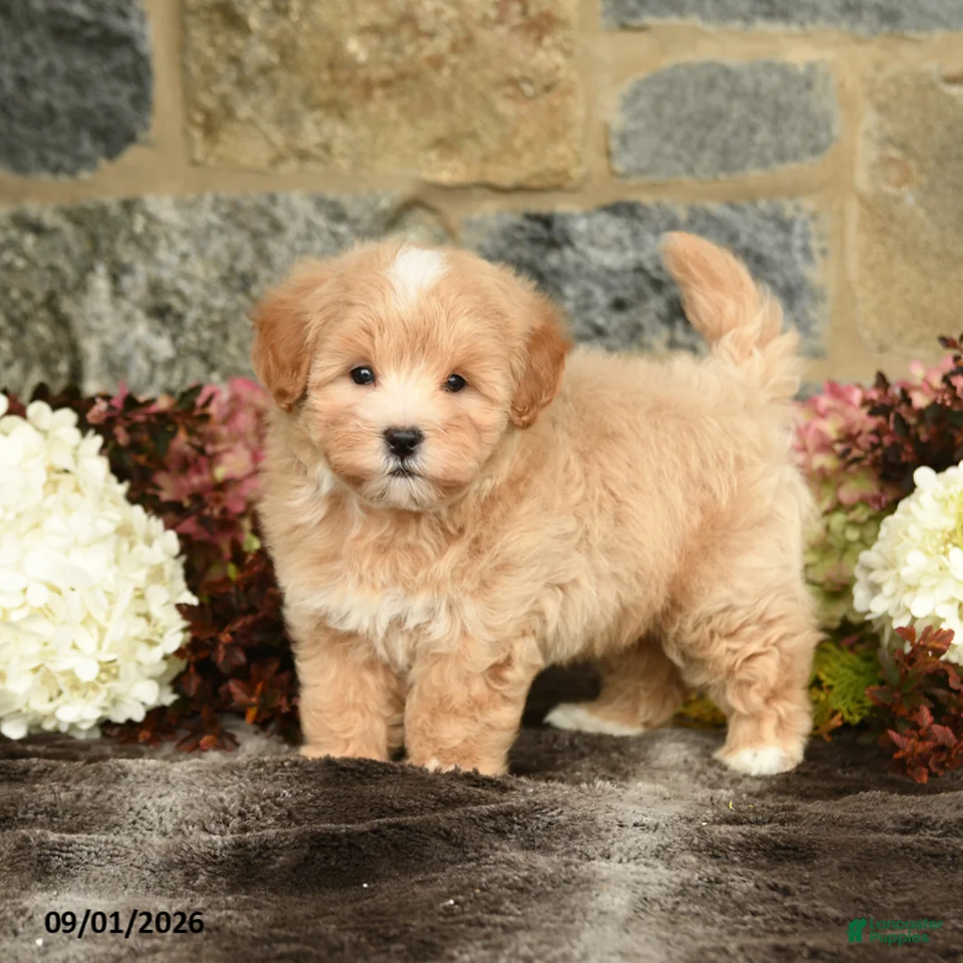 Maltipoo dogs for sale: Loren - Ad 1