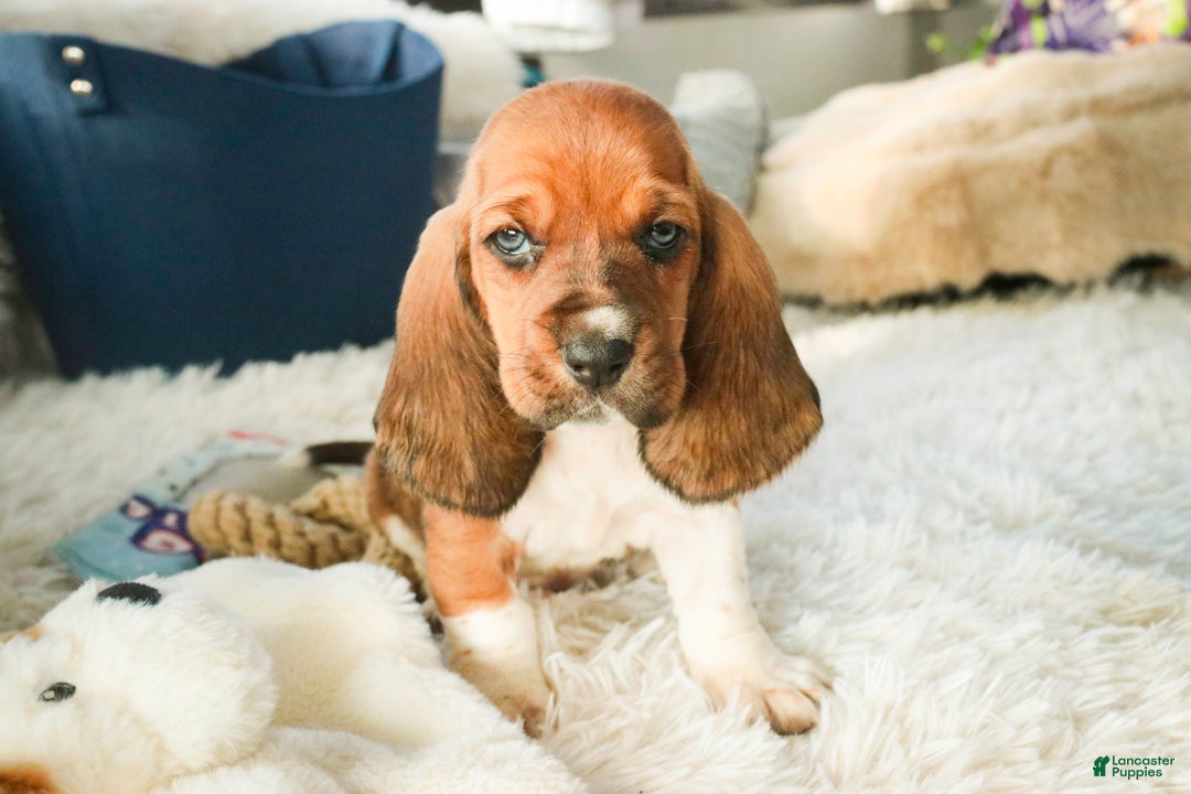 Basset Hound dogs for sale: Armando - Ad 7