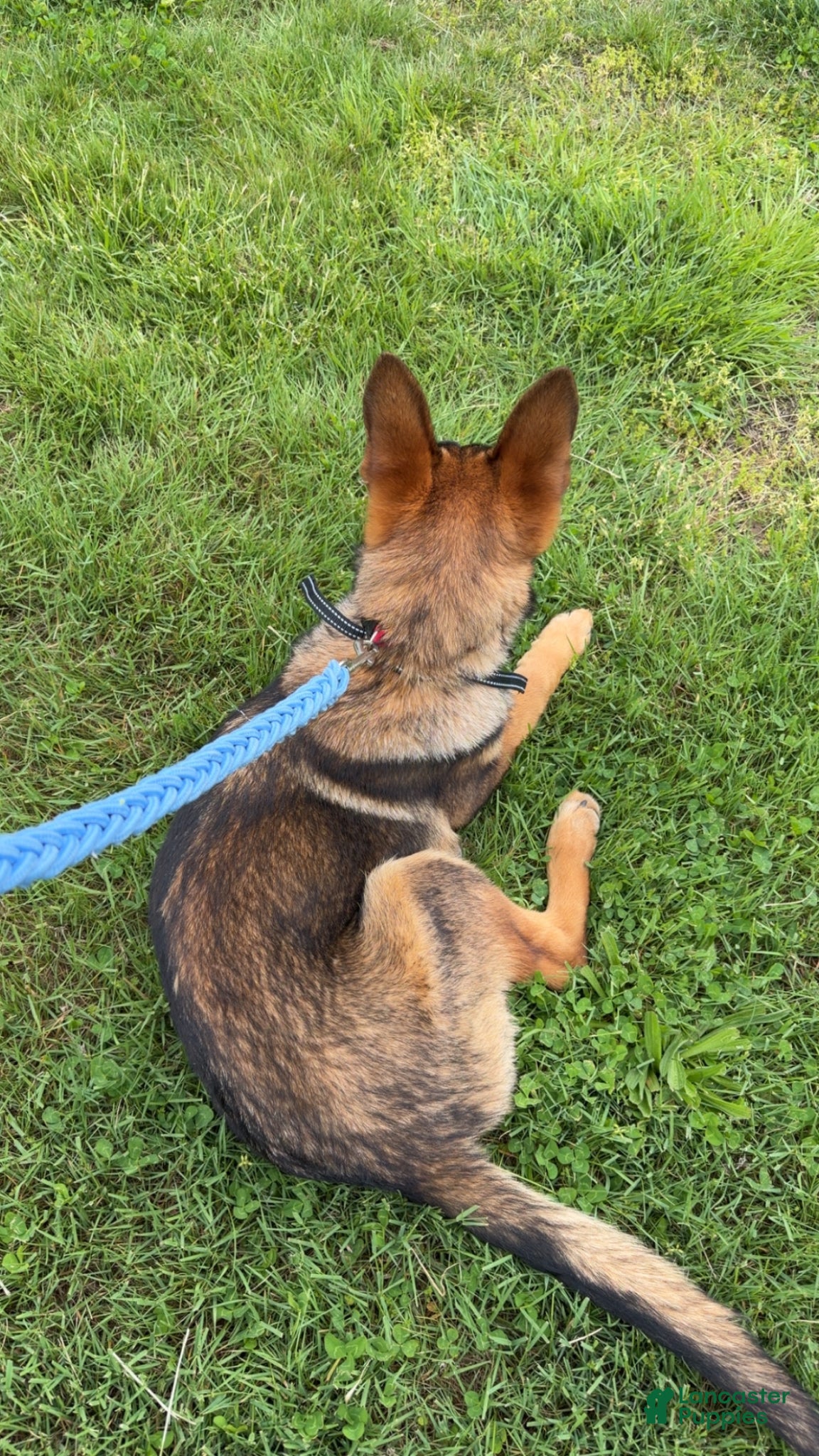 German Shepherd dogs German Shepherd Puppy 1 - Ad 2