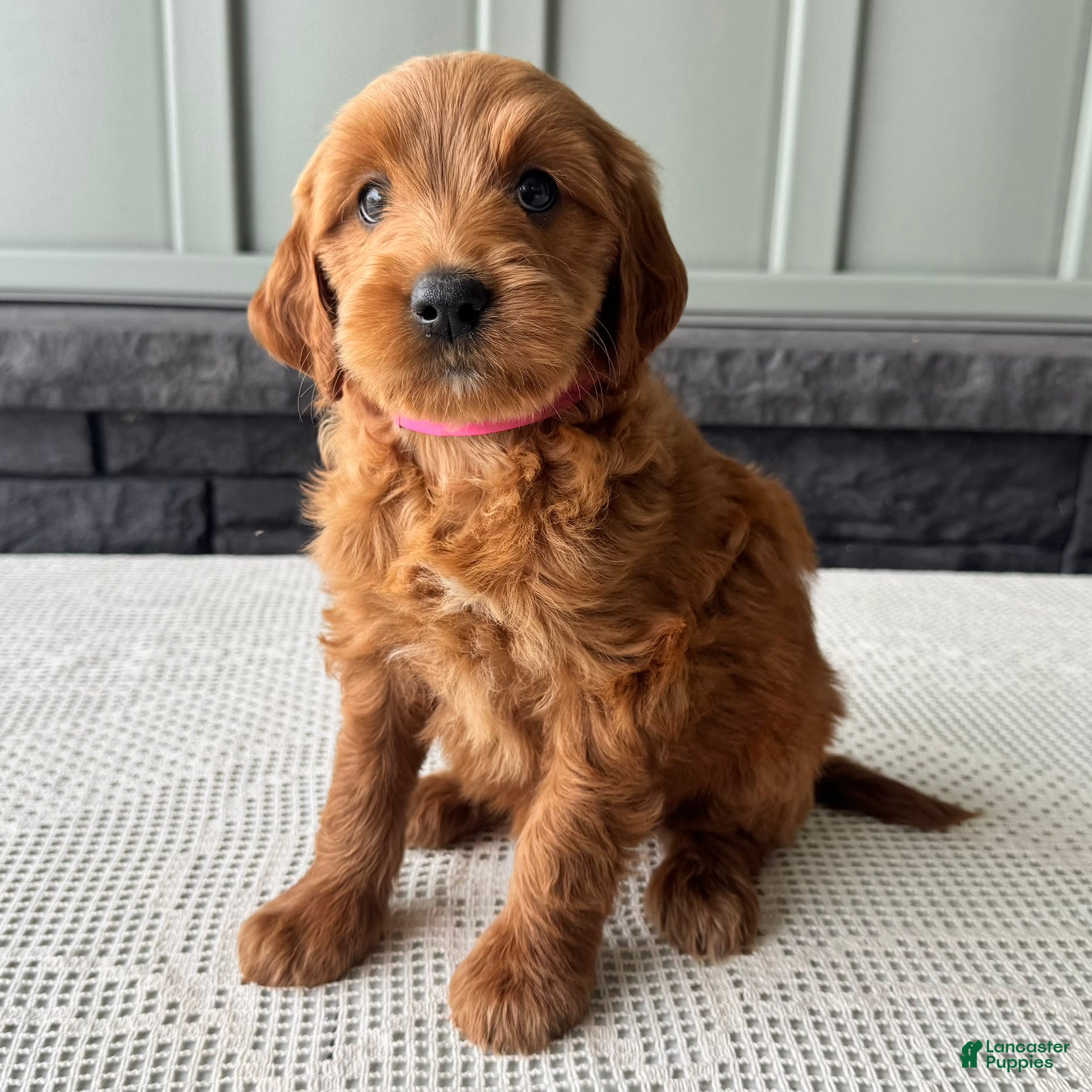 Mixed Breed dogs Cinnamon - Ad 1