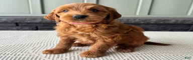 Cinnamon
