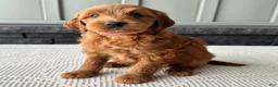 Mixed Breed dogs for sale: Cinnamon - Ad 1