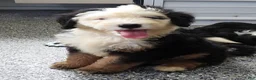 Mini Bernedoodle dogs for sale: Male #9 (Splash's) - Ad 2