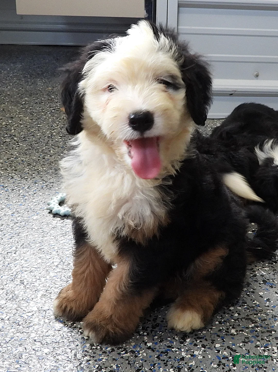 Mini Bernedoodle dogs for sale: Male #9 (Splash's) - Ad 2
