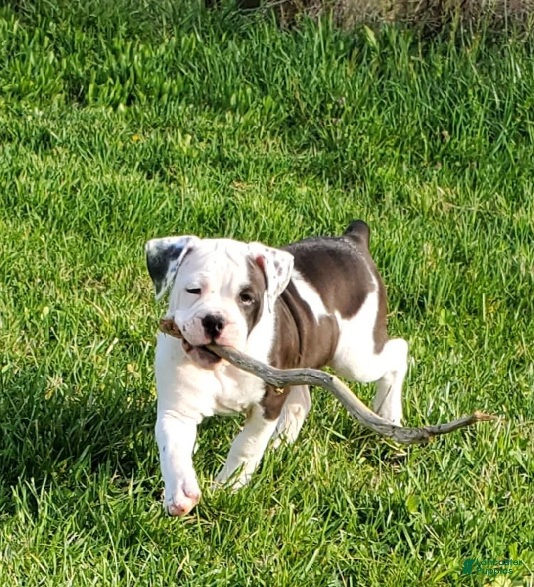 Gallery Image {{count}}