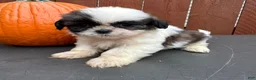Shih Tzu dogs for sale: Peanut - Ad 4