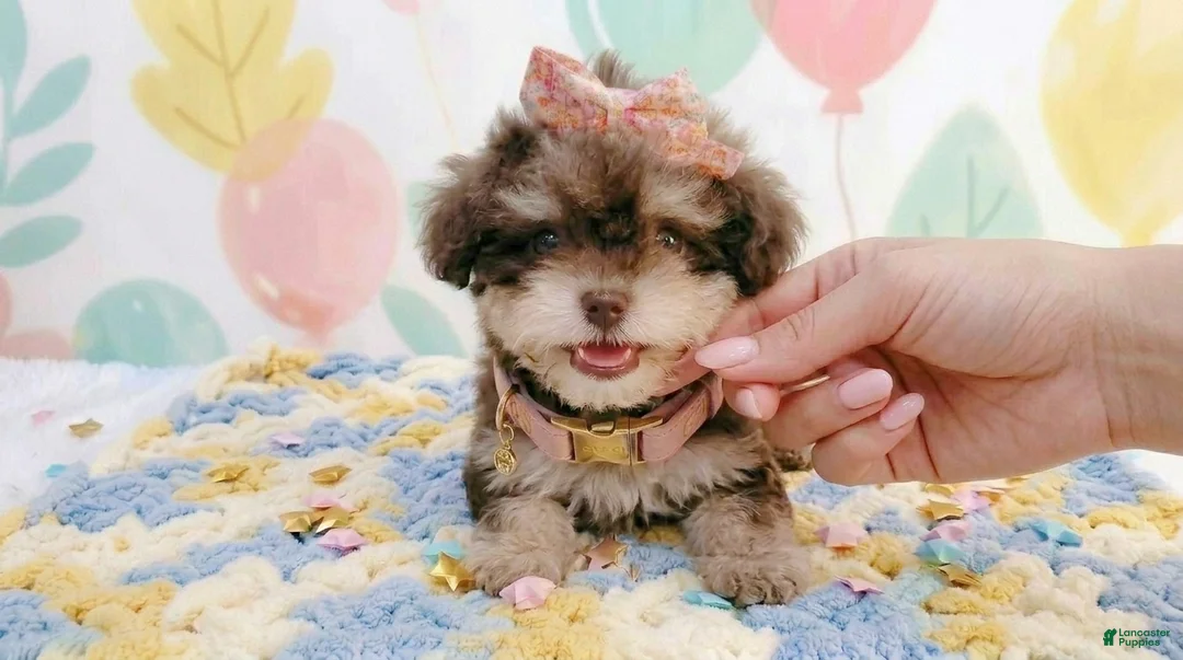 Maltipoo dogs for sale: BABY - Ad 1