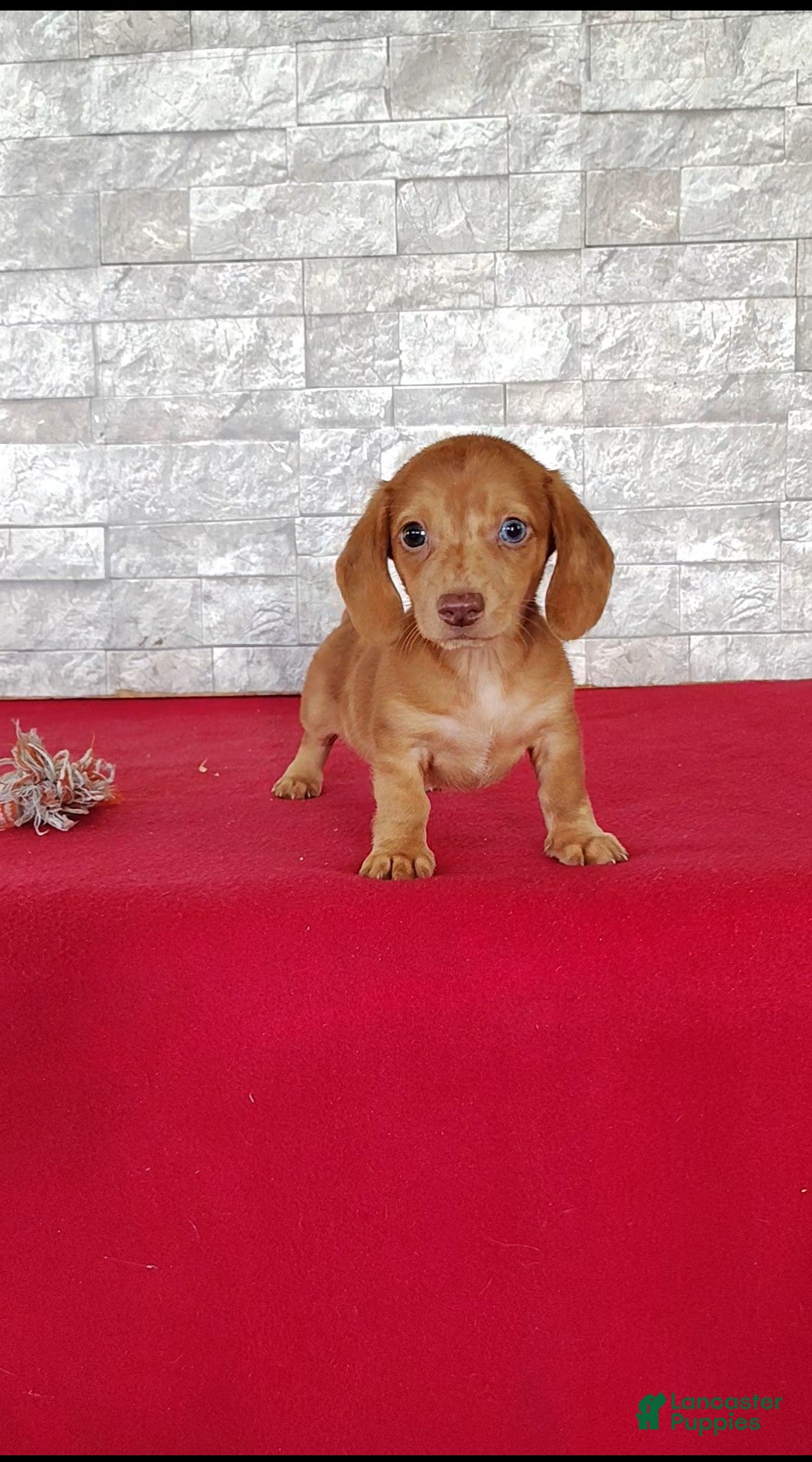 Miniature Dachshund dogs Stanton - Ad 2