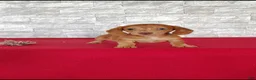 Miniature Dachshund dogs for sale: Stanton - Ad 2