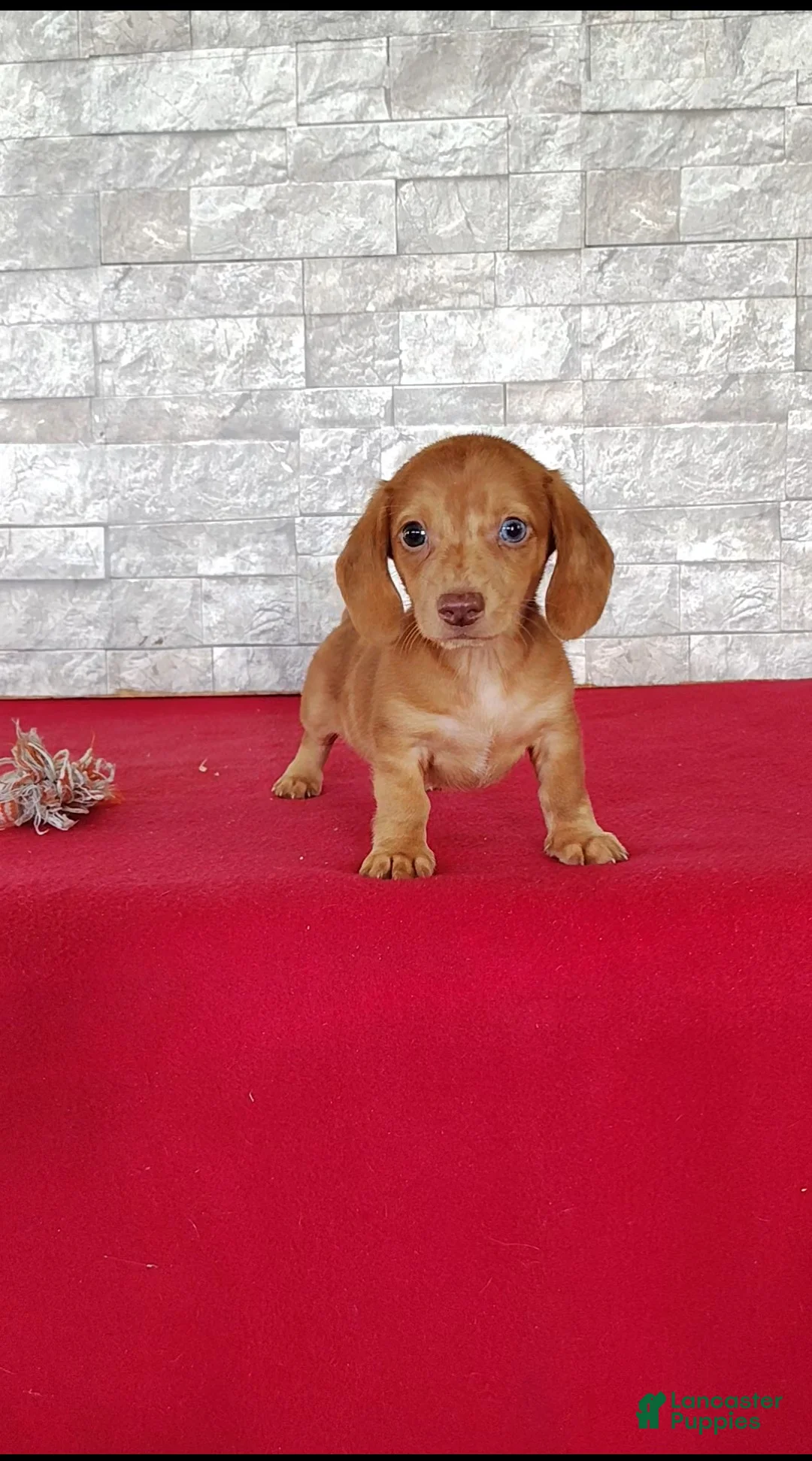 Miniature Dachshund dogs for sale: Stanton - Ad 2