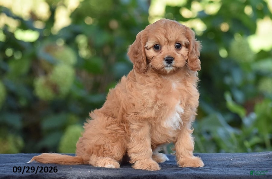 Cavapoo dogs Callie - Ad 1