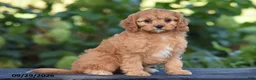 Cavapoo dogs for sale: Callie - Ad 1