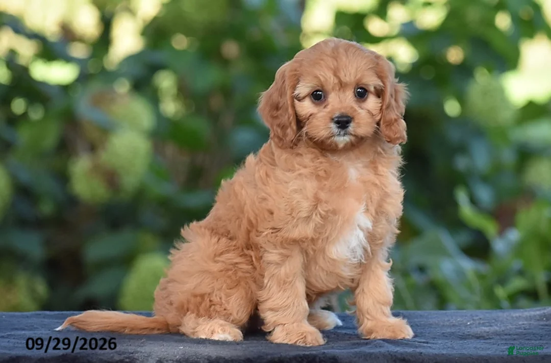 Cavapoo dogs for sale: Callie - Ad 1