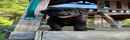 Golden Shepherd dogs for sale: Koda  - Ad 3
