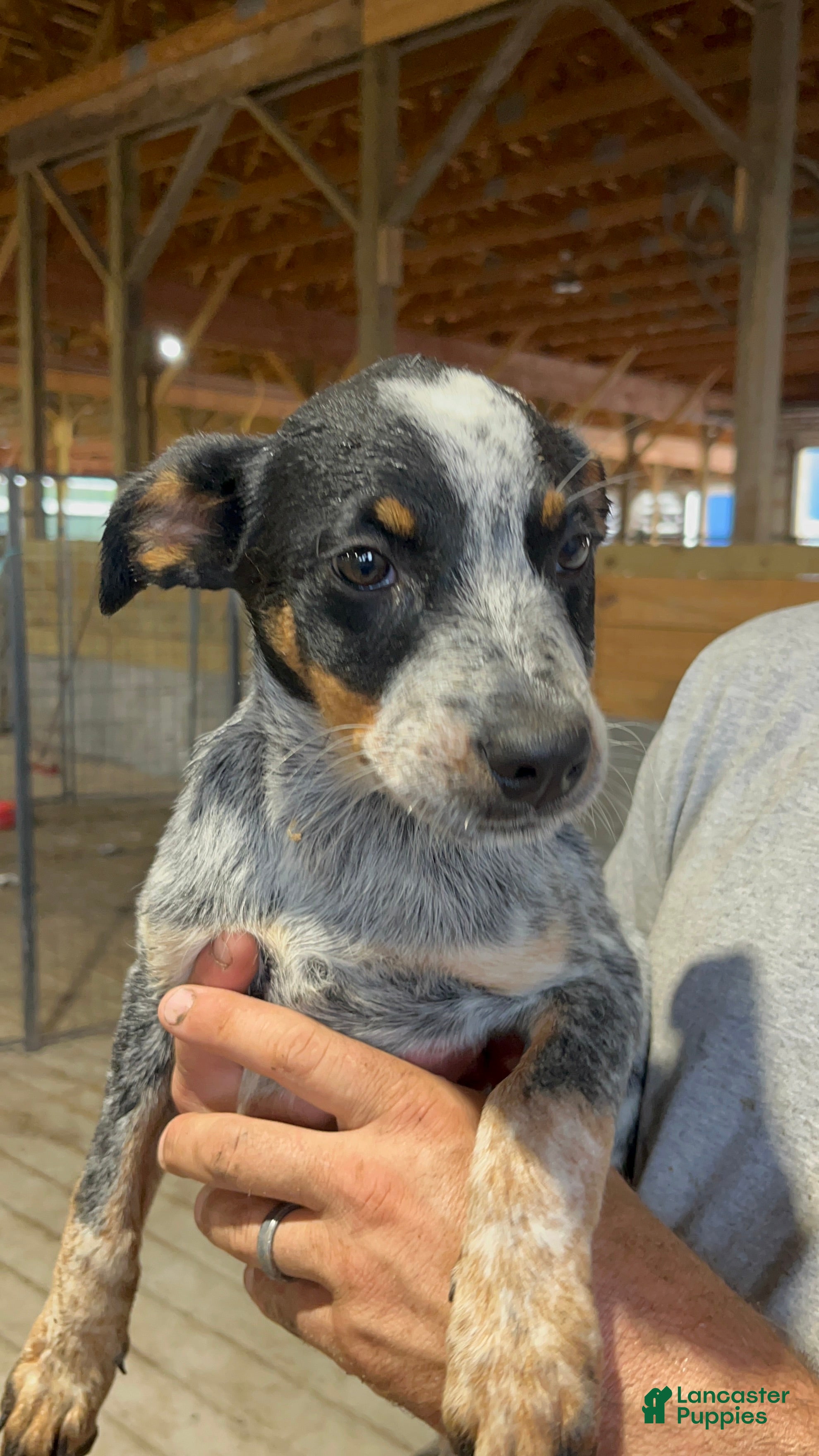 Australian Cattle Dog dogs Lala - Ad 37