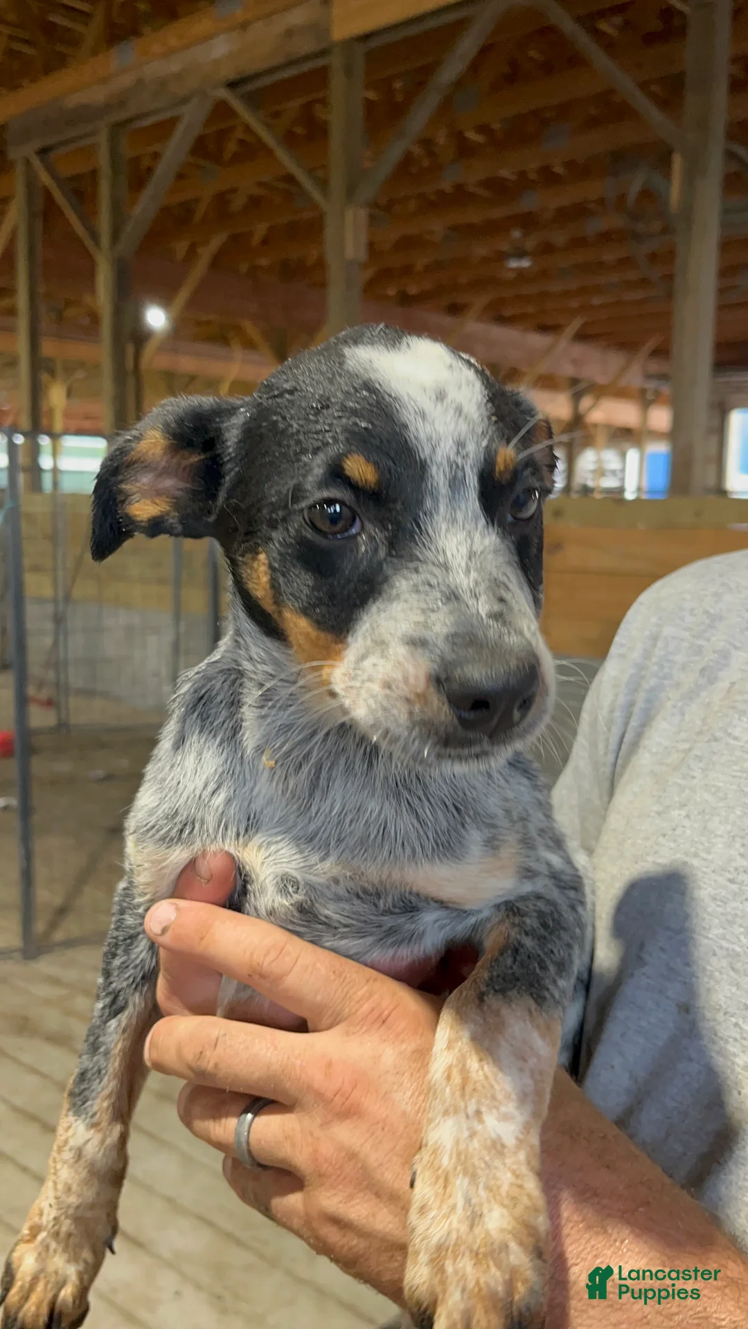 Australian Cattle Dog dogs for sale: Lala - Ad 1