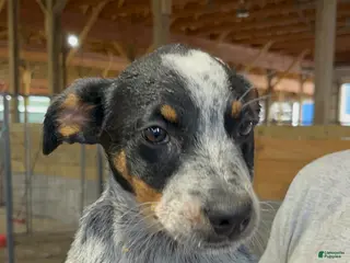 Australian Cattle Dog dogs Lala - Ad 33