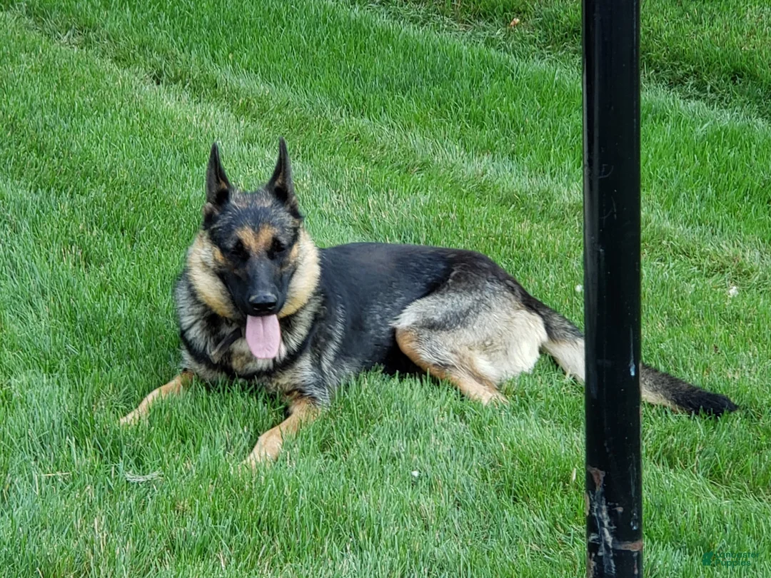 Mixed Breed dogs for sale: Rusty - Ad 11