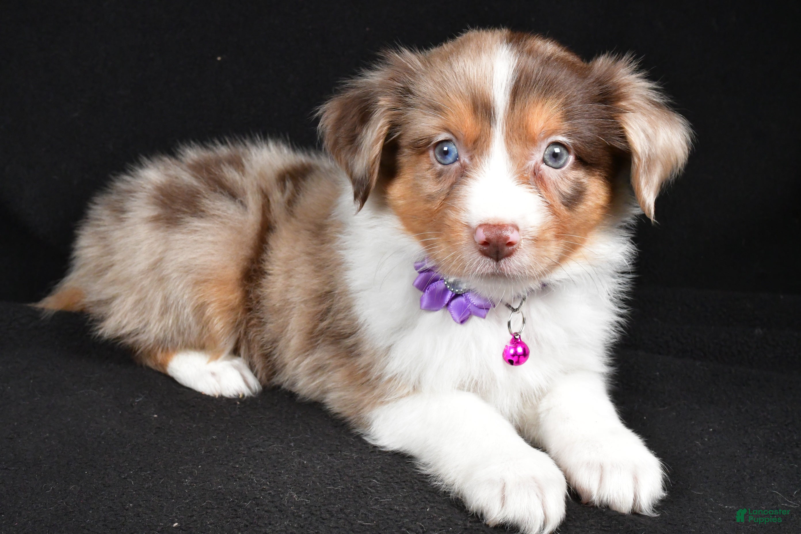 Mini Aussiedoodle dogs Sadie - Ad 11