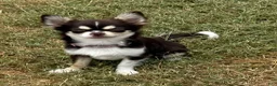 Chihuahua dogs for sale: Husky  - Ad 5
