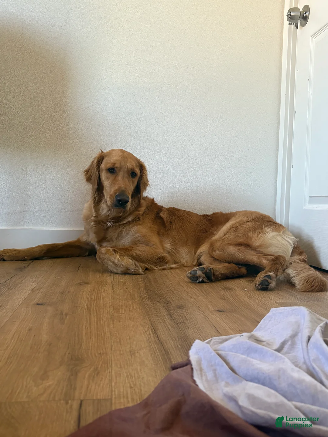 Golden Retriever dogs for sale: Golden Retriever Puppy 1 - Ad 5