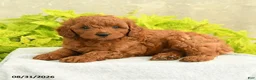 Miniature Poodle dogs for sale: Davy - Ad 2