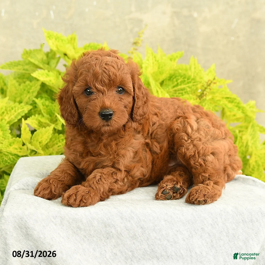Miniature Poodle dogs for sale: Davy - Ad 2