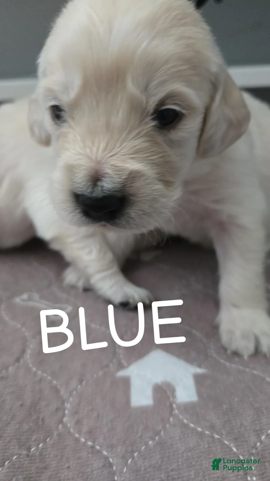 Golden Retriever dogs for sale: Golden Retriever 2 - Ad 5