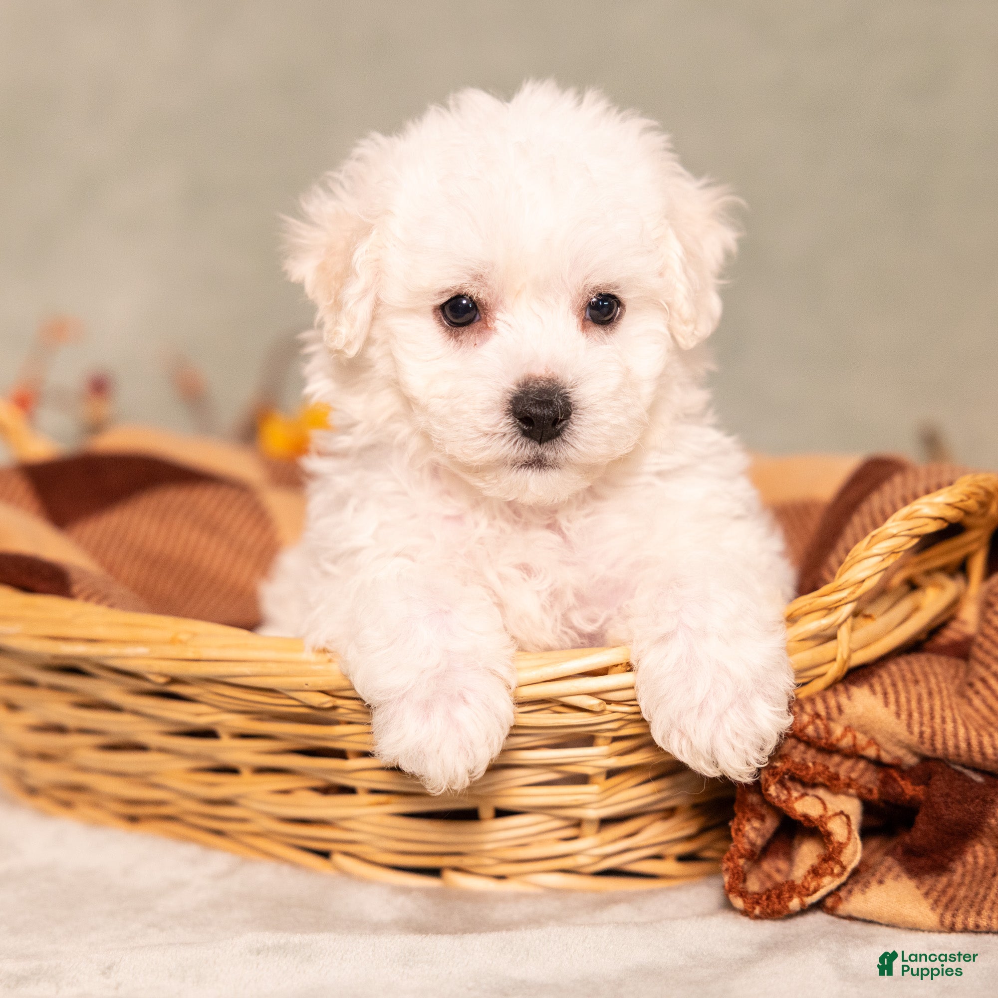 Bichon Frise dogs for sale: Quincey - Ad 1