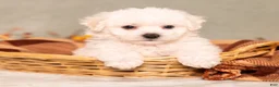 Bichon Frise dogs for sale: Quincey - Ad 1