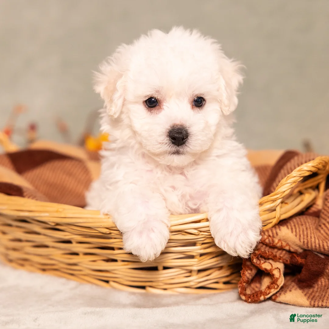 Bichon Frise dogs for sale: Quincey - Ad 1
