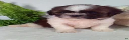 Shih Tzu dogs for sale: Bear - Ad 5