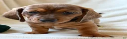 Miniature Dachshund dogs for sale: Eric - Ad 1