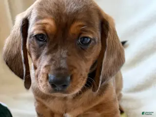 Miniature Dachshund dogs for sale: Eric - Ad 4