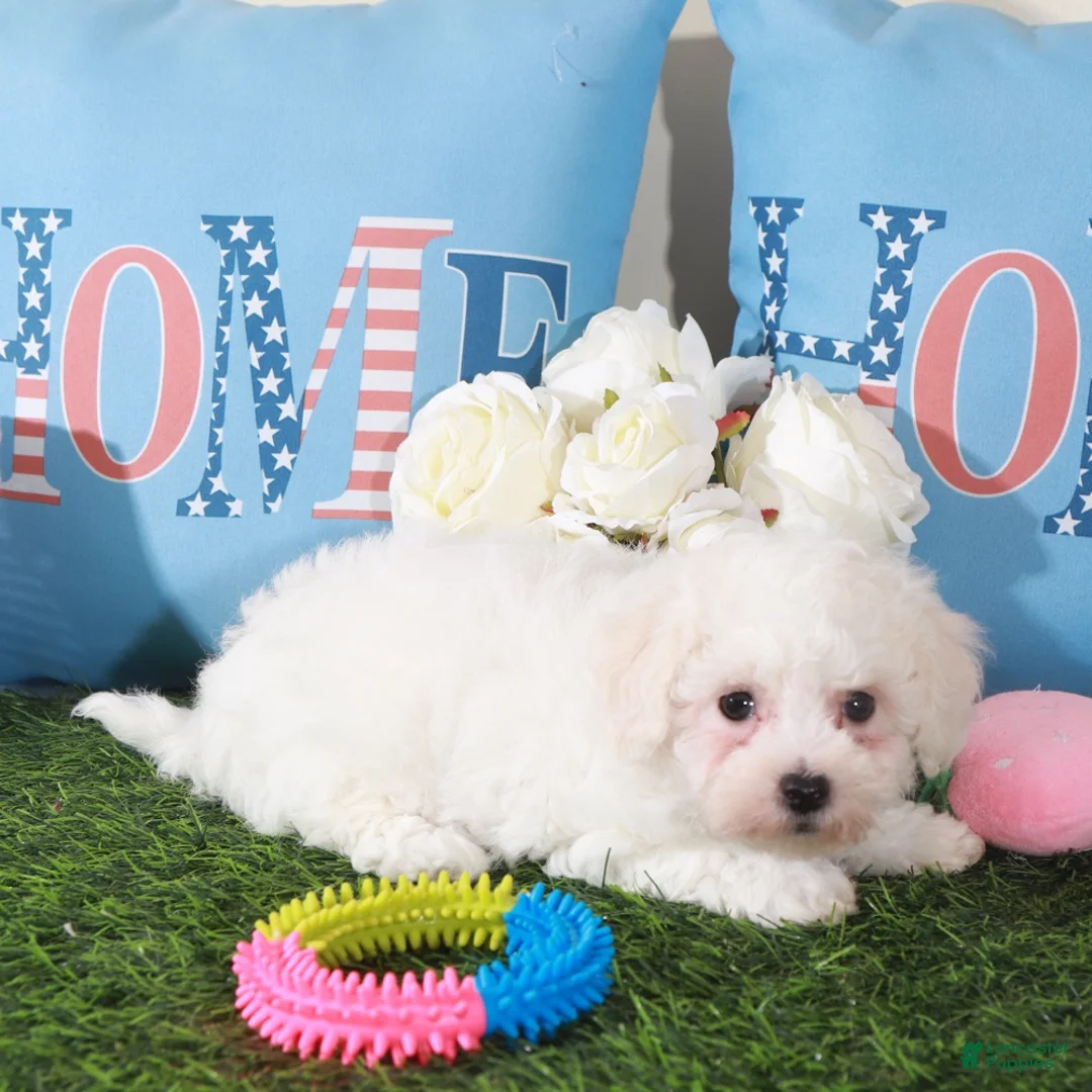 Bichon Frise dogs for sale: Phoebe-Sweet Little Female Bichon Frise Puppy - Ad 4