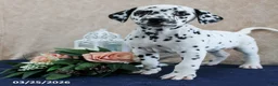 Dalmatian dogs for sale: Addi - Ad 2