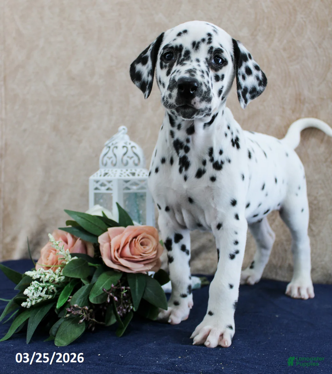 Dalmatian dogs for sale: Addi - Ad 2