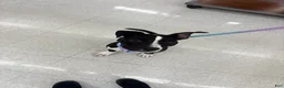 Mixed Breed dogs for sale: Mixed Breed 1 - Ad 2