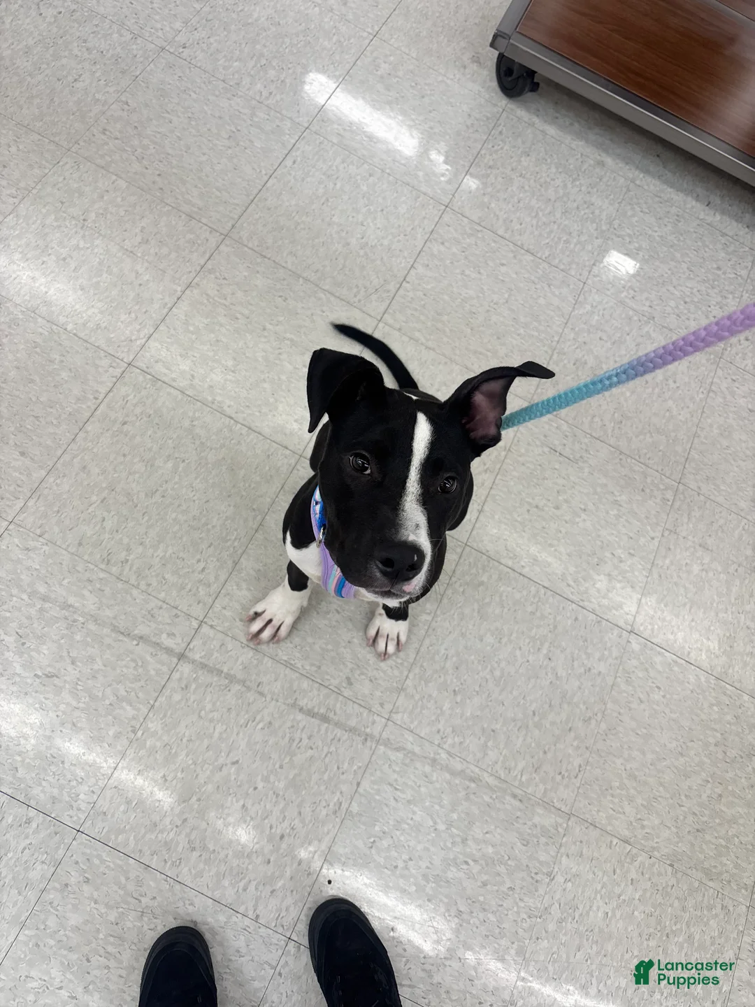 Mixed Breed dogs for sale: Mixed Breed 1 - Ad 2