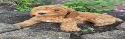 Miniature Poodle dogs for sale: Bella - Ad 12