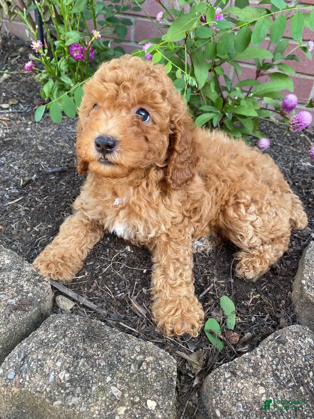 Miniature Poodle dogs for sale: Bella - Ad 12