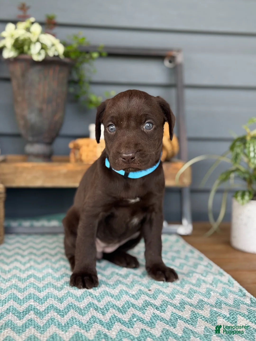 Labrador Retriever dogs for sale: Zoe - Ad 2